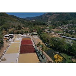 WINNER CUP OF EXCELLENCE 2025 GUATEMALA EL MORITO CAFFE' TOSTATO IN GRANI 100G