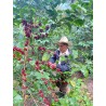 WINNER CUP OF EXCELLENCE 2025 GUATEMALA EL MORITO CAFFE' TOSTATO IN GRANI 100G